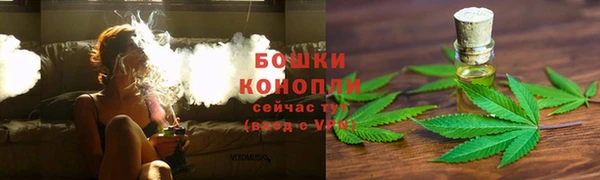 хмурый Аркадак